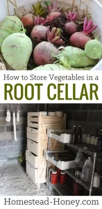 Learn how to store vegetables in your homestead root cellar, or in cold storage. | Homestead Honey