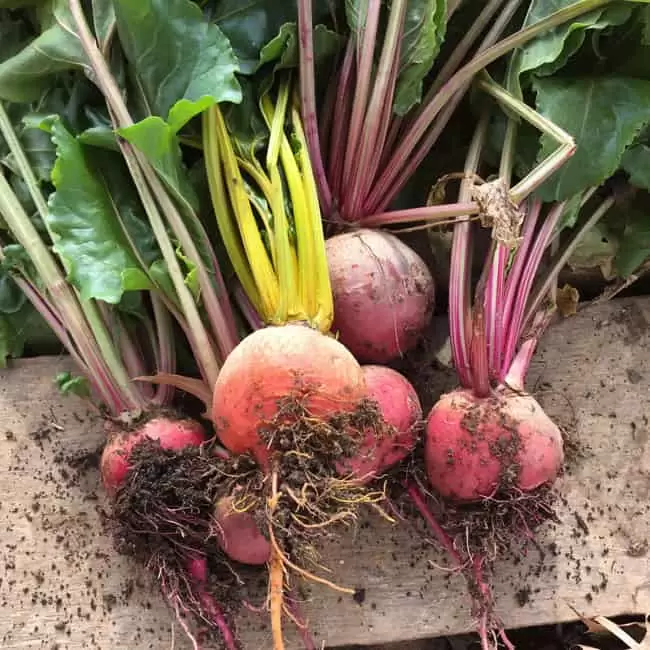 How to Store Vegetables without a Root Cellar - Homestead Honey