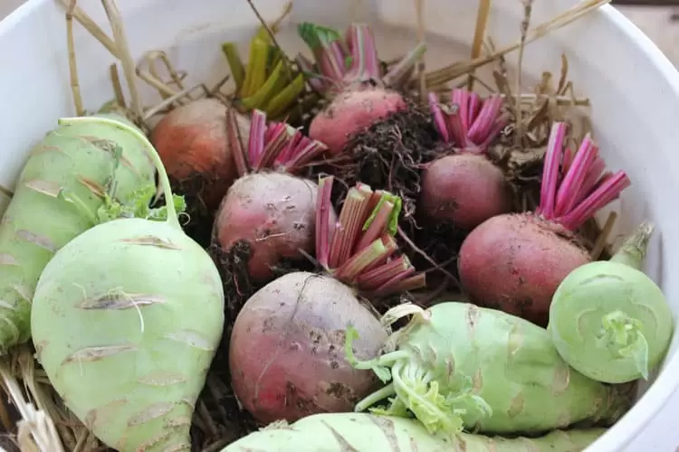 Layering straw between vegetables in a five gallon bucket is one easy method of vegetable storage in a root cellar. | Homestead Honey