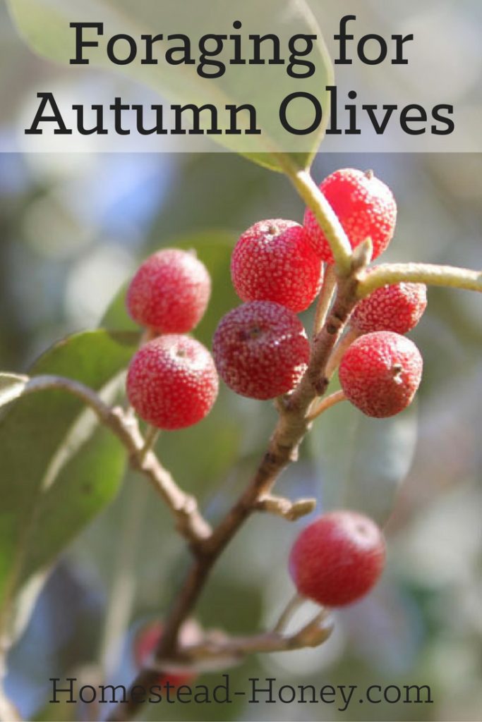 Autumn olive bushes produce thousands of tart and delicious fruits. Here are some tips for foraging for Autumn olives, and ways to enjoy eating them! | Homestead Honey
