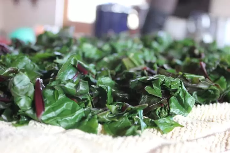 Beet greens have been blanched and are ready to freeze. | Homestead Honey