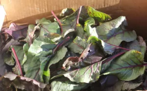 A box of beet greens is ready to preserve for winter eating. | Homestead Honey