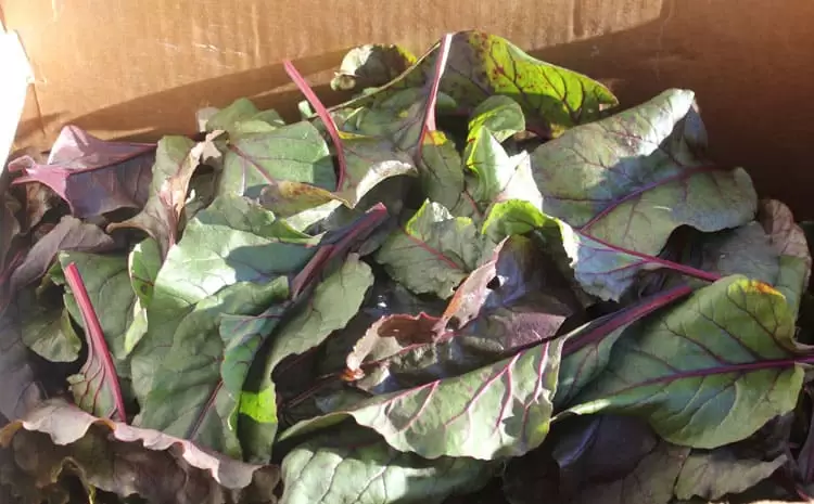 A box of beet greens is ready to preserve for winter eating. | Homestead Honey