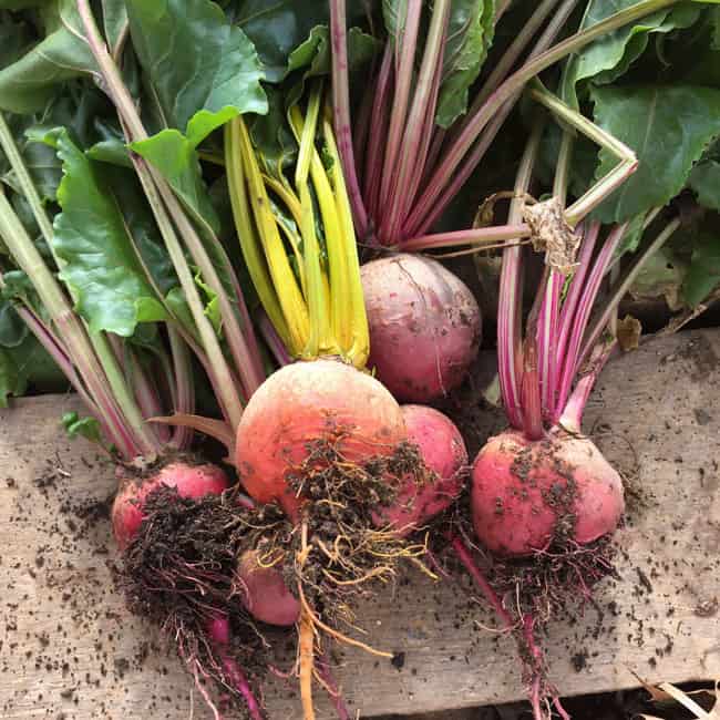 Beets fresh out of the garden can be stored in the root cellar and their greens preserved for future eating. | Homestead Honey
