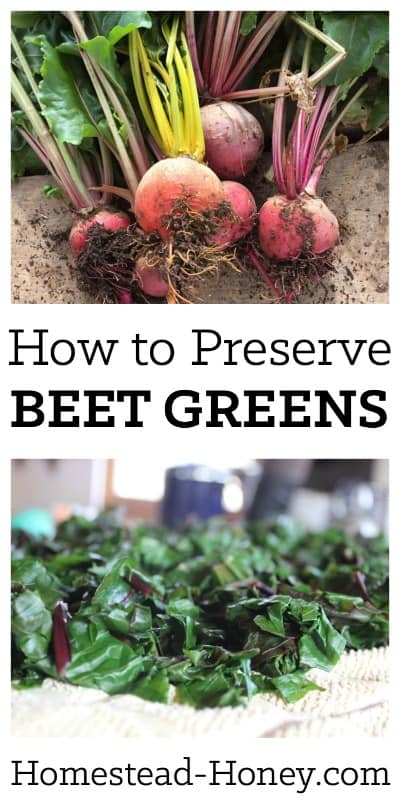 Next time you harvest beets, don't compost the tops! Beet greens are delicious fresh or preserved. Here's how to preserve beet greens for freezing. You'll love adding them to soups, stews, and casseroles all winter long! | Homestead Honey