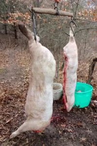 Hanging the pigs prior to cutting and packaging meat | Homestead Honey
