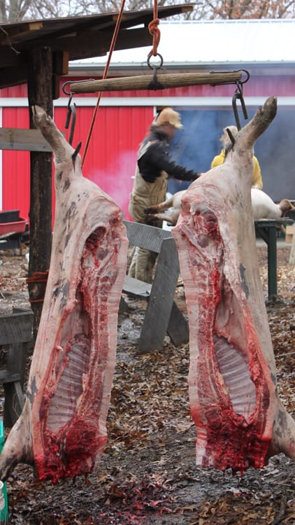 Cutting and hanging the pigs 