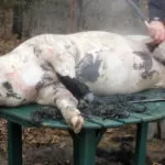Butchering Pigs on our Homestead