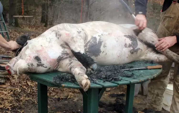 Scalding and scraping the pigs to remove hair | Homestead Honey