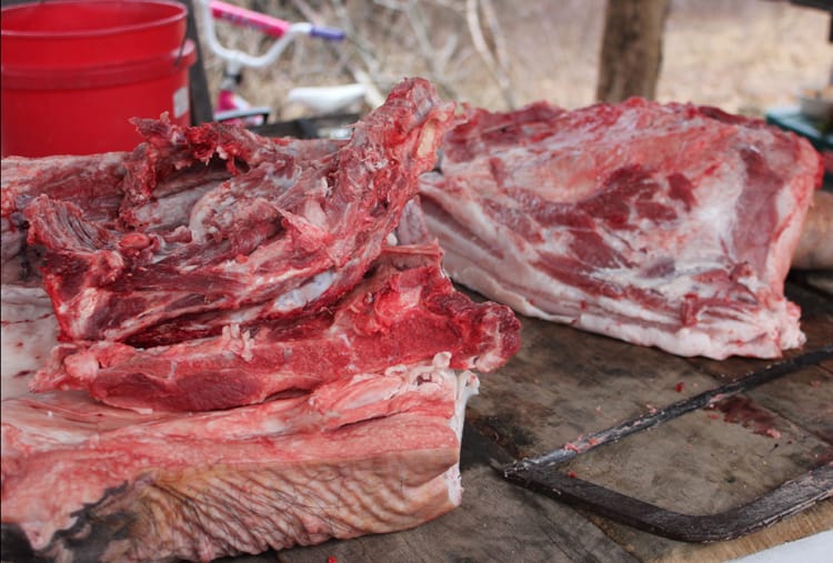 butchering pigs on the homestead | Homestead Honey