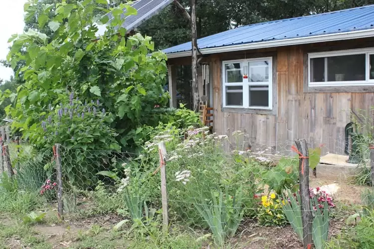 A Mulberry Tree Guild in full bloom for inspiration as you're planning your fruit tree guild | Homestead Honey