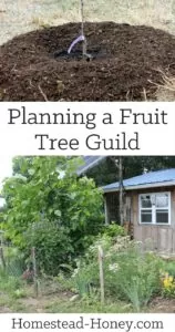 Planning a fruit tree guild takes a bit of advance planning, but the long-term benefits to your food forest will be well worth the effort. Not only will you enhance the health of your orchard, but you will develop a diverse and gorgeous landscape. | Homestead Honey