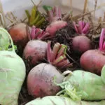 How to Store Vegetables without a Root Cellar 
