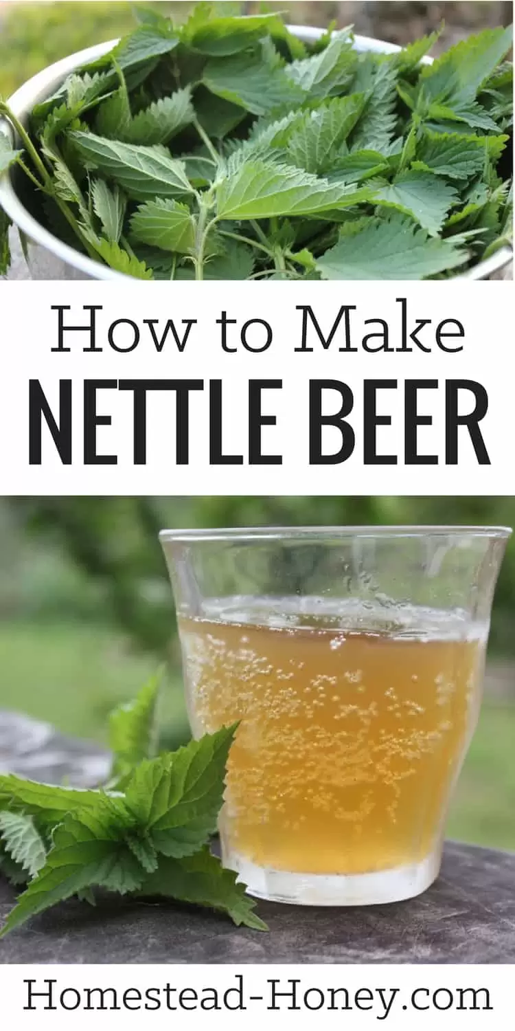 Tangy and mineral rich, this wild harvested and fermented nettle beer recipe is a delicious drink, reminiscent of hard cider. Learn how to make it at Homestead Honey.