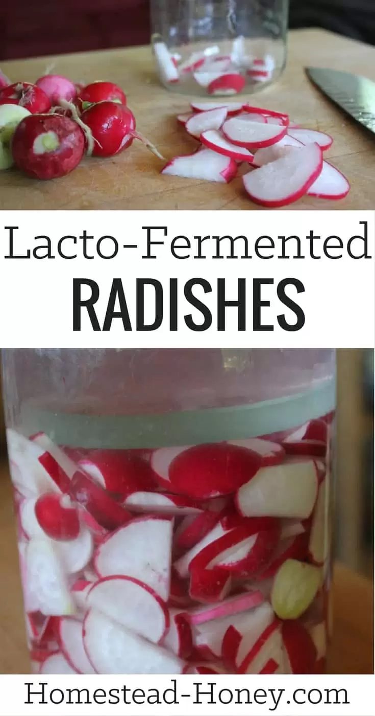Spring radishes can be lightly fermented in a salt brine to make a delicious condiment. Learn how to make lacto-fermented radishes in just a few steps! | Homestead Honey