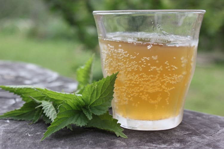 Stinging nettle beer recipe | Homestead Honey