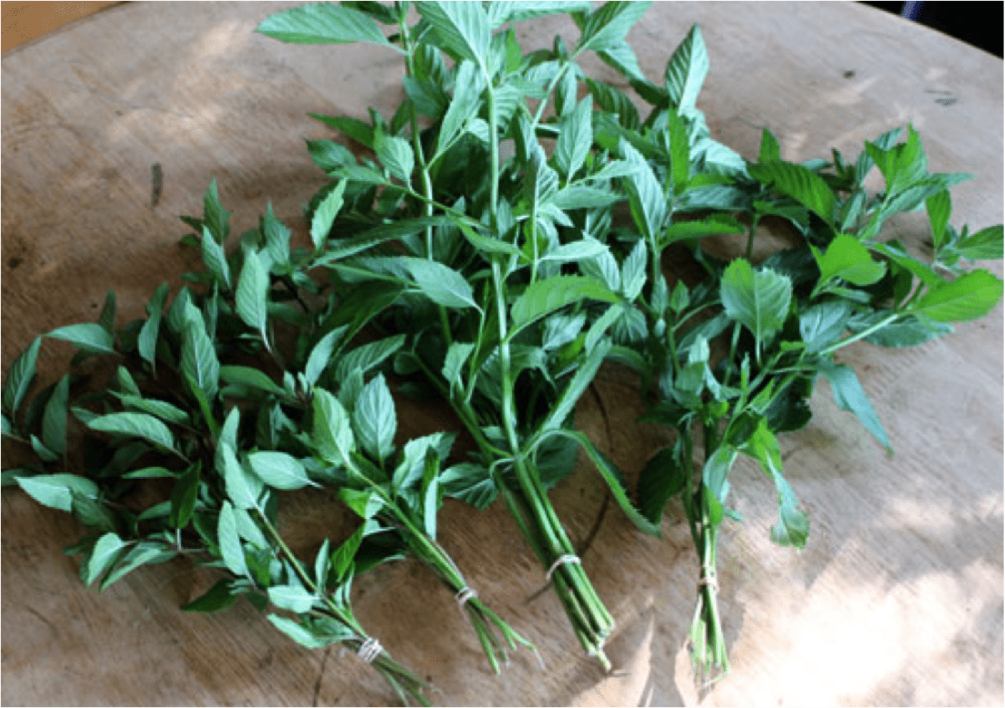 Drying mint is a great way to preserve this fresh herb for enjoying in teas | Homestead Honey