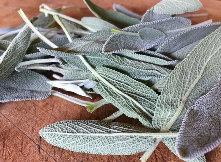 Sage can be dried or frozen in an 