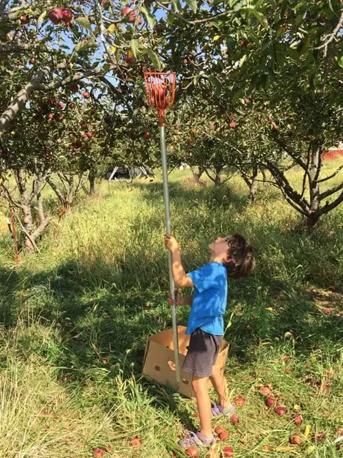 Picking apples at a upick orchard.