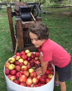 Rinsing apples before pressing them into cider.