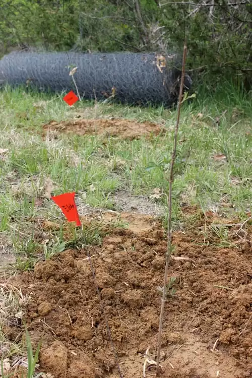 Planting our native edibles in the earth