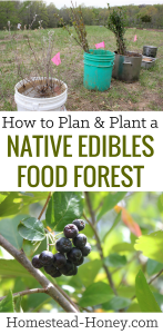 How to plan and plant a native edibles food forest