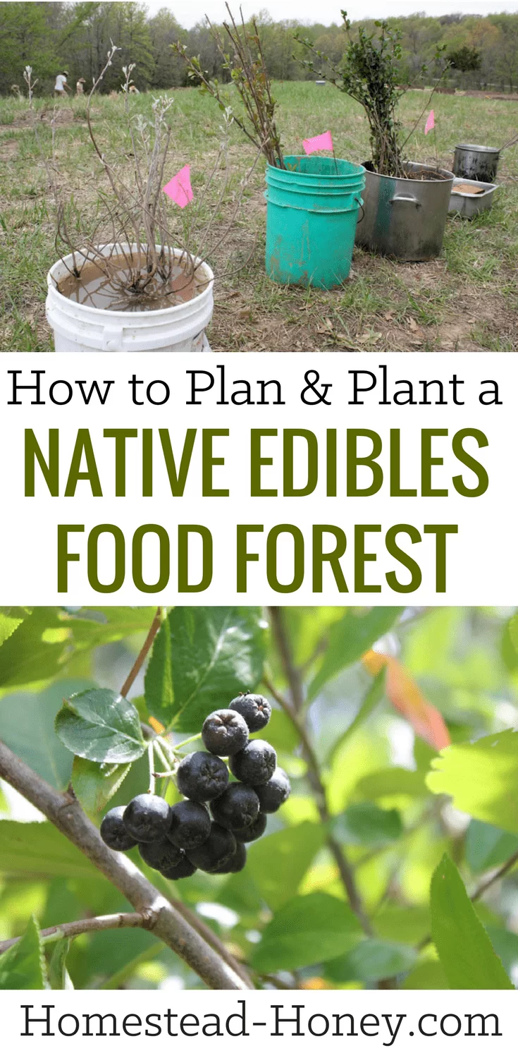 How to plan and plant a native edibles food forest
