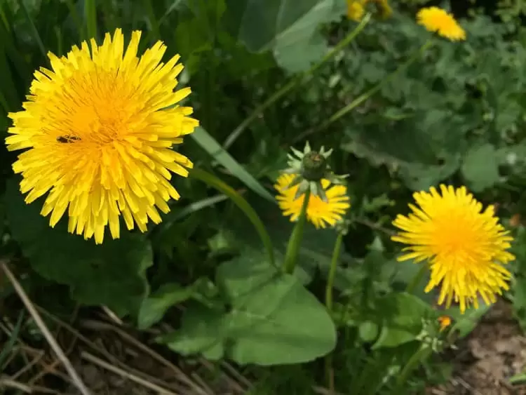 Dandelion has powerful healing properties - instead of pulling, consider it a valuable part of your medicinal herb garden