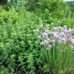 Easy to Grow Herbs for your Homestead Medicinal Herb Garden