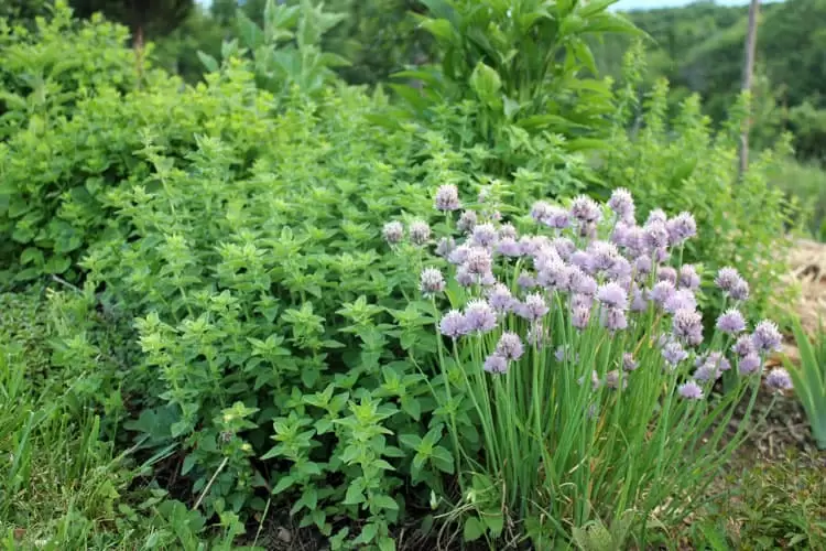 Oregano is among the many easy to grow herbs that you might include in your medicinal herb garden. | Homestead Honey
