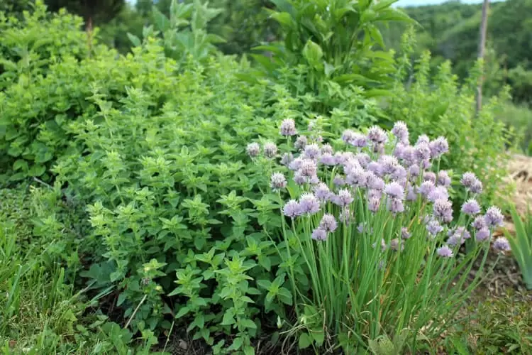 The Garden of Medicinal Plants