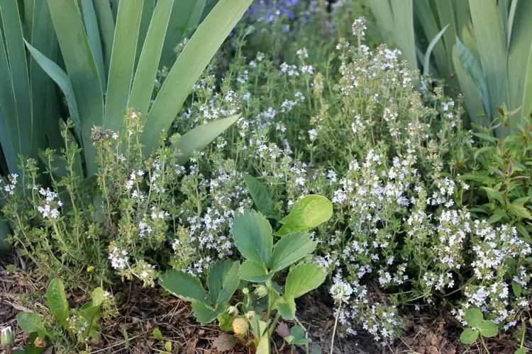 Thyme is a wonderful ground cover and is a great addition for an herbal respiratory remedy