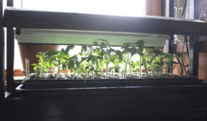 Tomato seedlings growing under a LED grow light