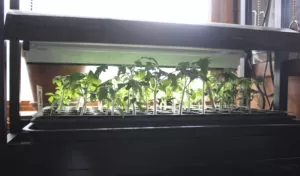 Tomato seedlings growing under a LED grow light