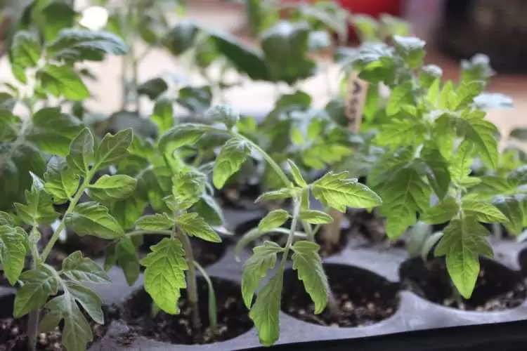 Many seed starting problems can be prevented with proper light, temperature, and ventilation