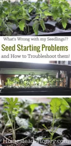 Seed Starting Problems and how to Troubleshoot them