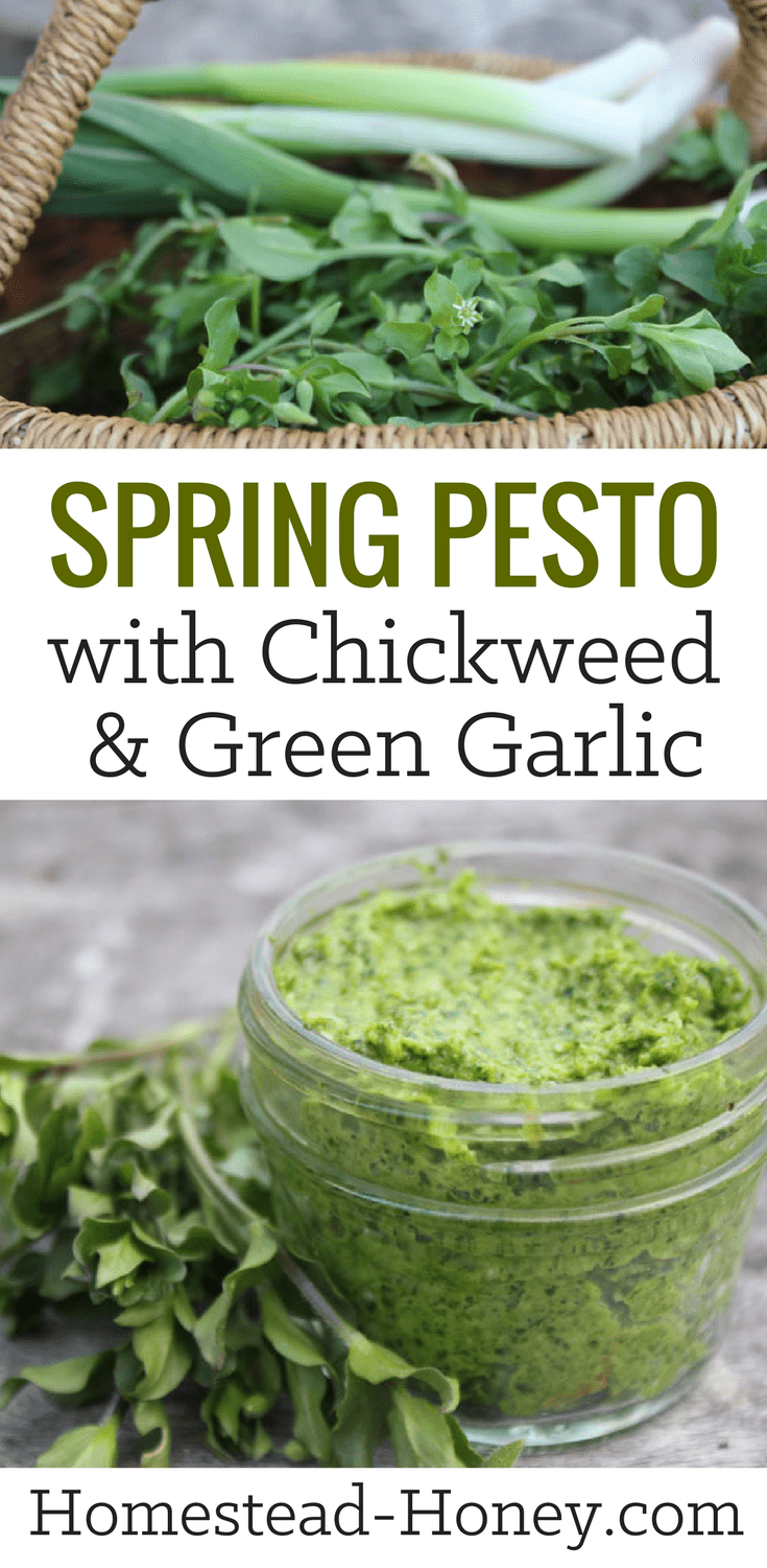 Spring pesto made with wild harvested chickweed and green garlic. 
