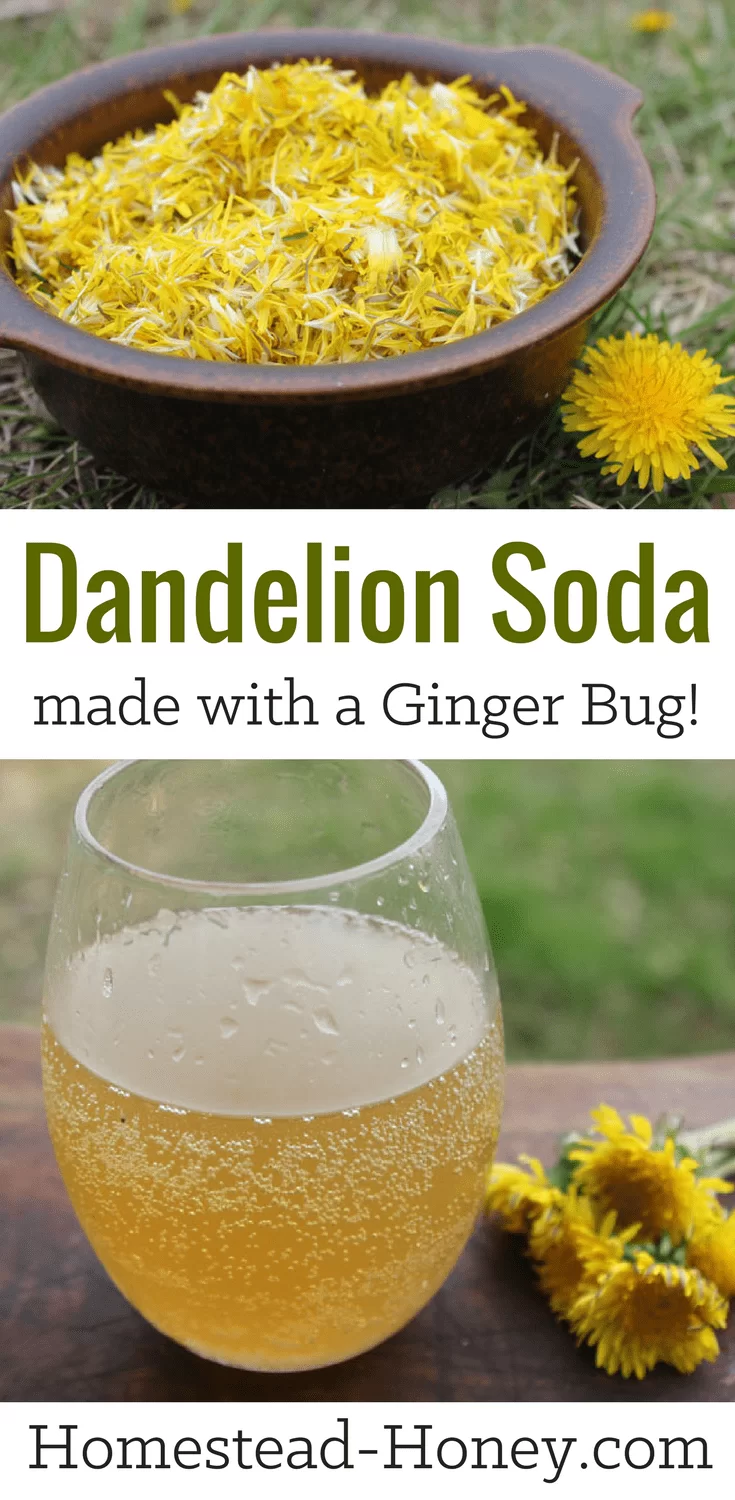 Homemade Dandelion soda recipe, made with a ginger bug