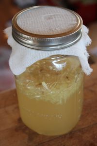 A ginger bug ferments