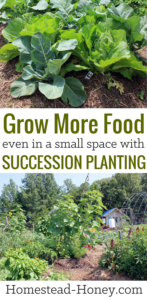 Grow more food in less space with succession planting