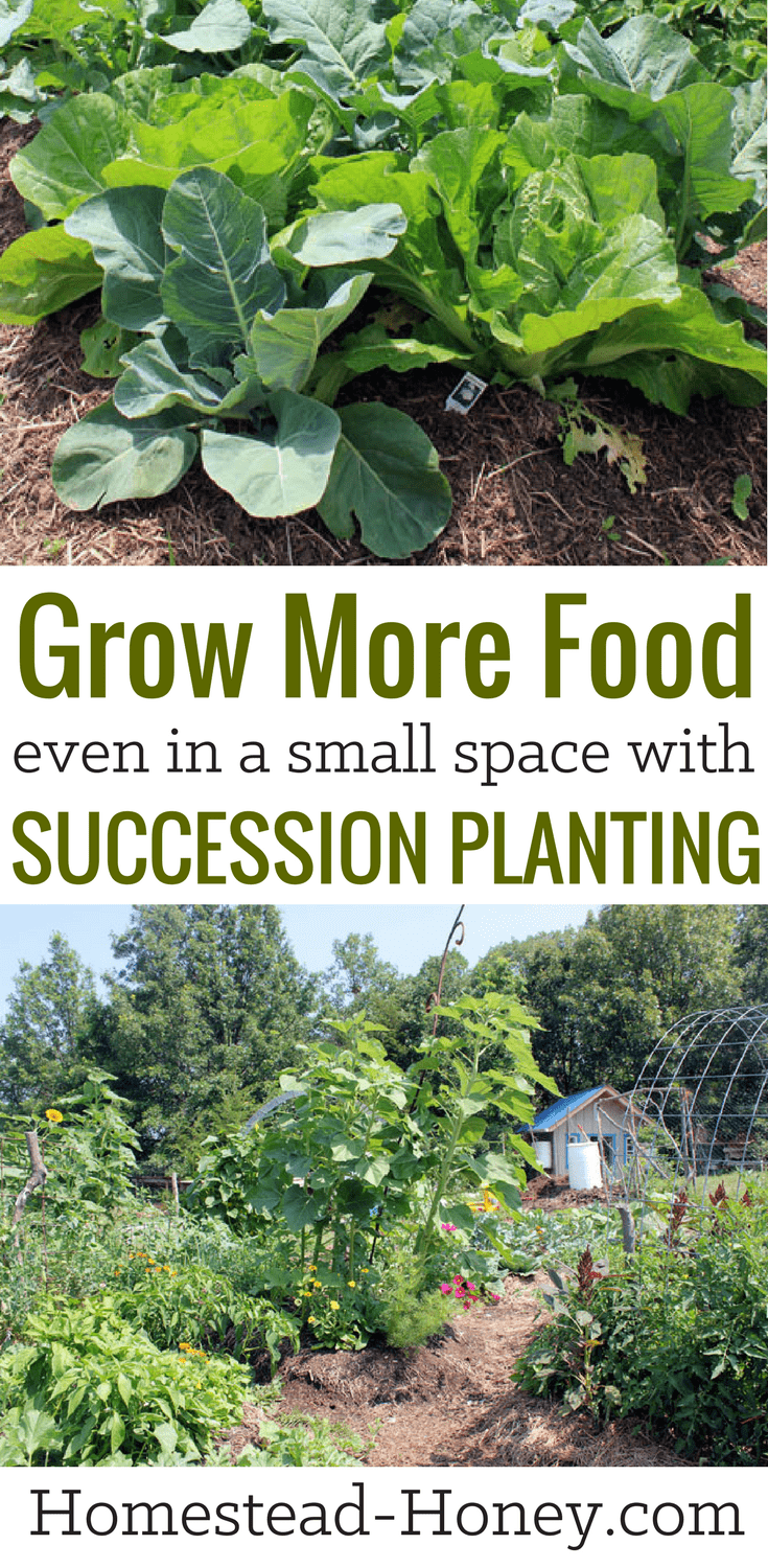 Grow more food in less space with succession planting