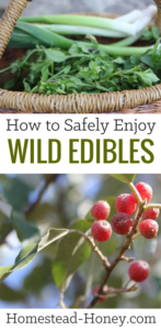 Foraged Foods: How to safely enjoy wild edibles