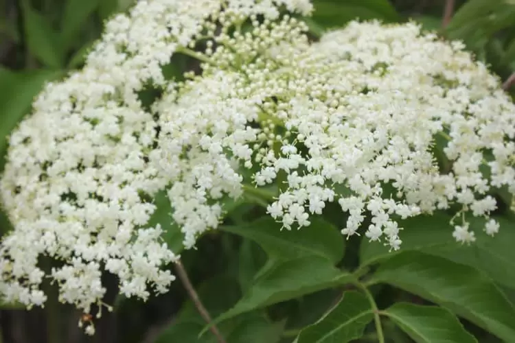 Elderflower, Sambucus canadensis, growing on my homestead, ready for picking for elderflower recipes