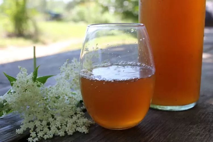 Elderflower kombucha is a delicious summer treat