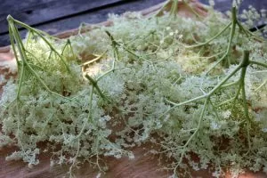 Elderflowers are ready to be turned into a simple syrup for a kombucha recipe