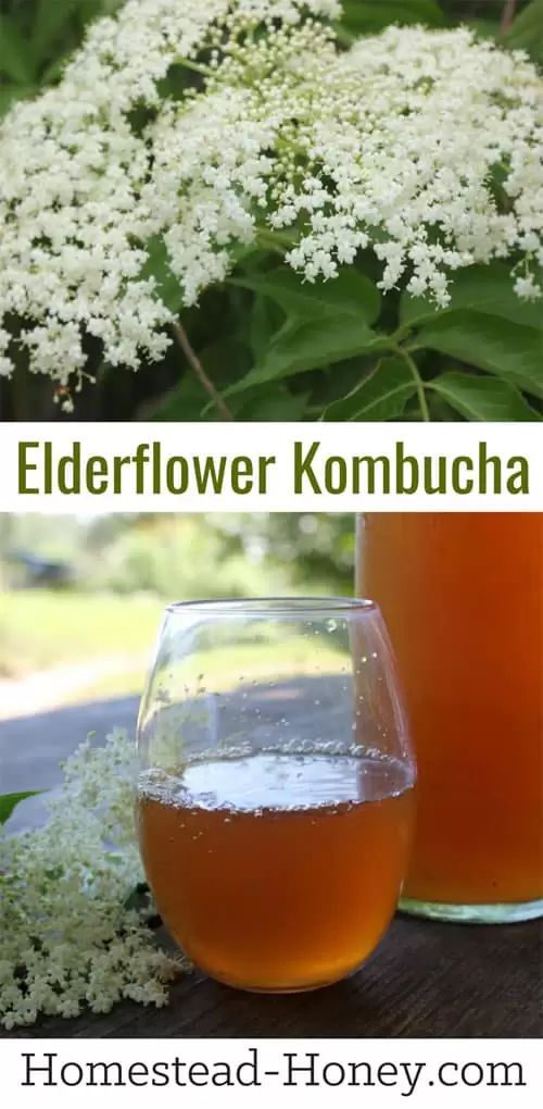 Elderflower Kombucha recipe