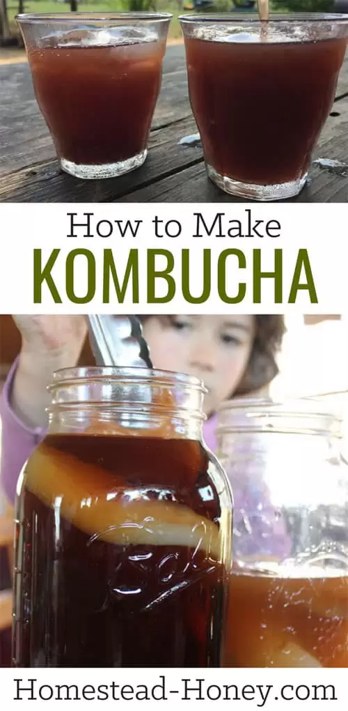 How to Make Kombucha in 3 Simple Steps