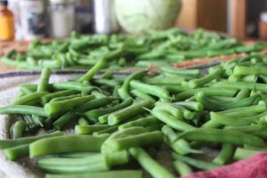 Green beans are ready to blanche and freeze