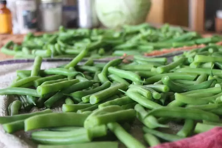 Green beans are ready to blanche and freeze