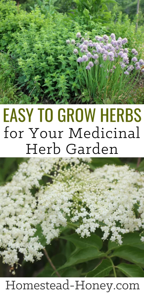 Easy to grow herbs for your homestead medicinal herb garden